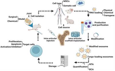 Therapeutic perspectives of exosomes in glucocorticoid-induced osteoarthrosis